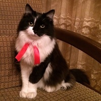 CouberCat
