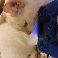 DailyVideoGames