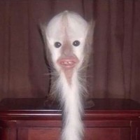 scrotum494
