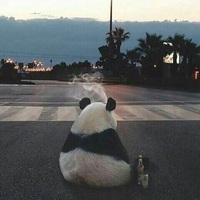 panda 