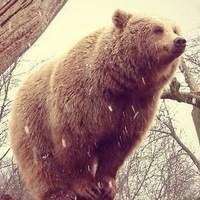 Миша Бесконвойный