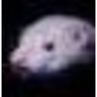 Frettchen de com