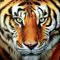 TIGR-86