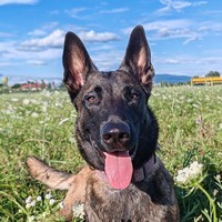 Arina_Zuza_Malinois