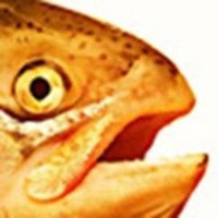 Copper Salmon