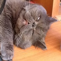 LampaFeeD