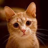 Лёха Панфилов