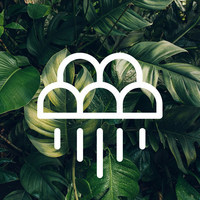 Rainoed