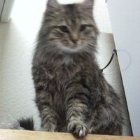Kenga