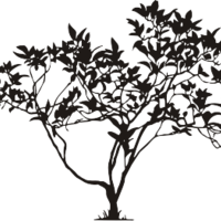 Branches