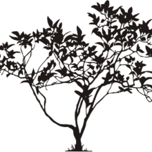 Coub profile picture for @branches