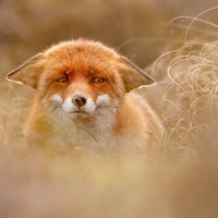 Дмитрий Мирошниченко