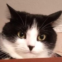 Fejfe