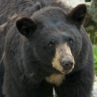black bear
