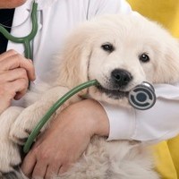 Bristol Veterinary Hospital