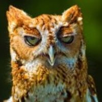 Антон Петров