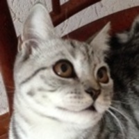 Glebcha