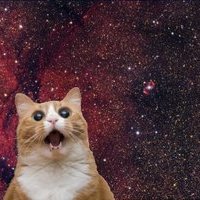 Interstellar Cat