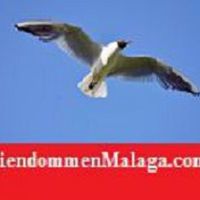 malaga