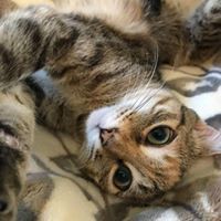 Cami Cat