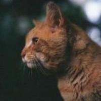 Космос Приятный