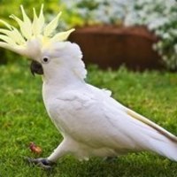 I'm a bird