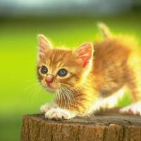 KittensAreLife