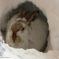 Фантастические твари