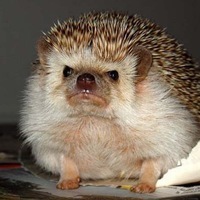 Павел Ветлицкий