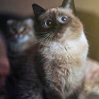 Andrey Kats