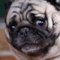 Scaredy Pug