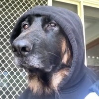  siberian