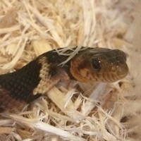 Watersnake