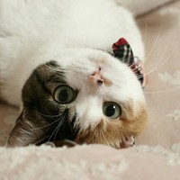 he