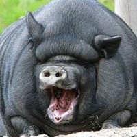 Russian PIG