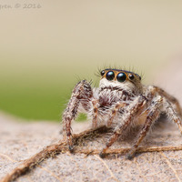ErisMilitaris