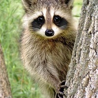 Racoon Softy