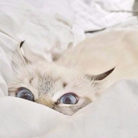 🐼 MiMiMi animals (^^)