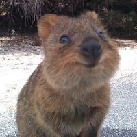 სპლიყვი