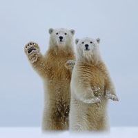 Say Hello