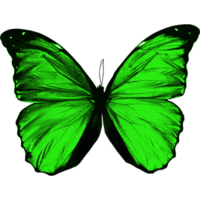 Parnassius