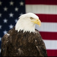 LoyalAmerican