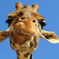 Nikoloz Korakhashvili