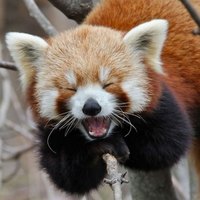 Laughing Kuma