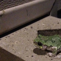 Yellow_Wayde_Zfrog