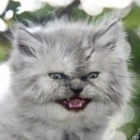 Даниил Зиатдинов