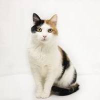 3colorcat