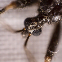 Александр Науменко