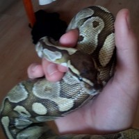 Lacoo