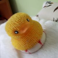 Boldi 